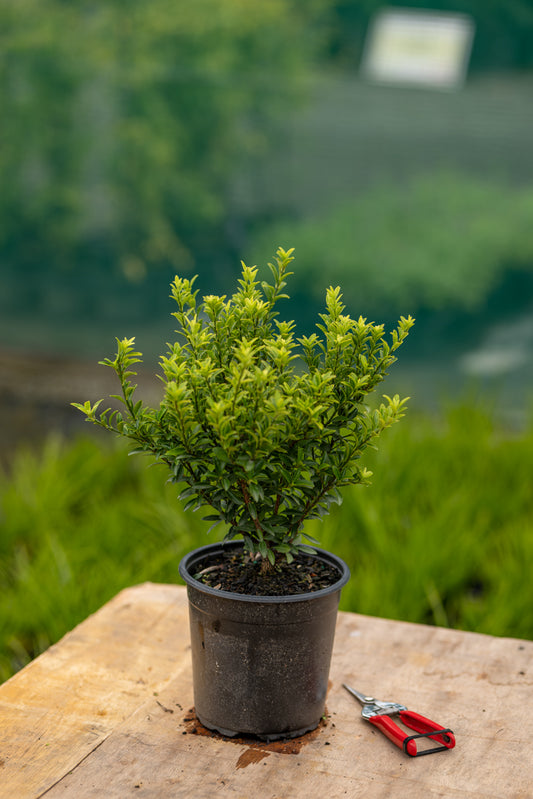 Euonymus Emerald Gem
