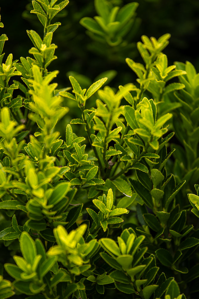 Euonymus Emerald Gem