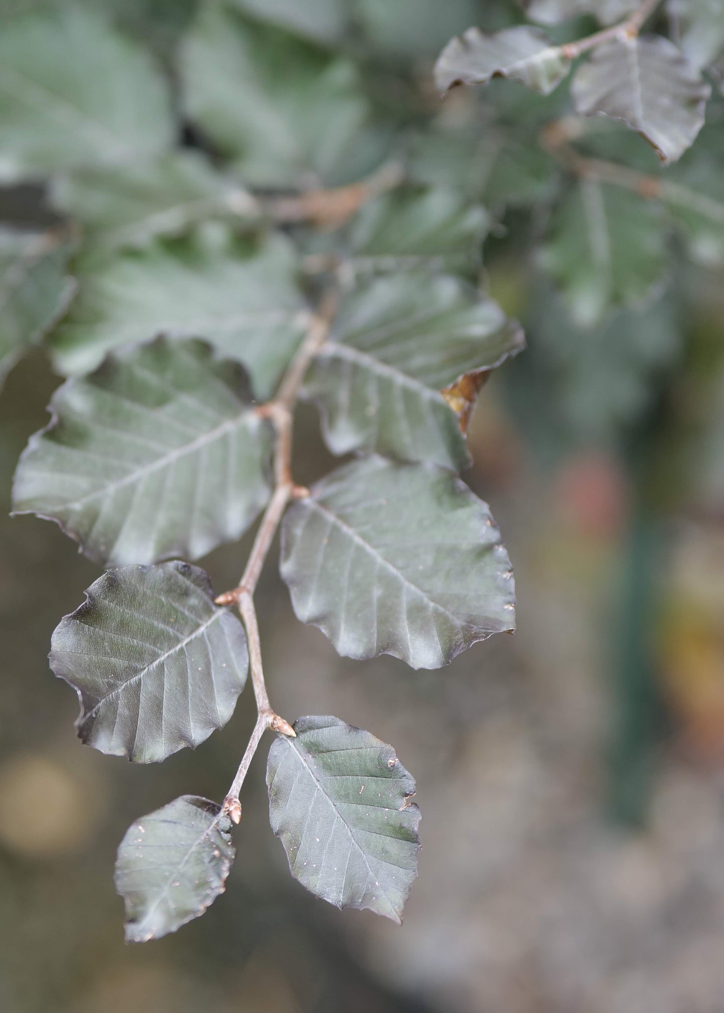 Fagus Sylvatica Purpurea