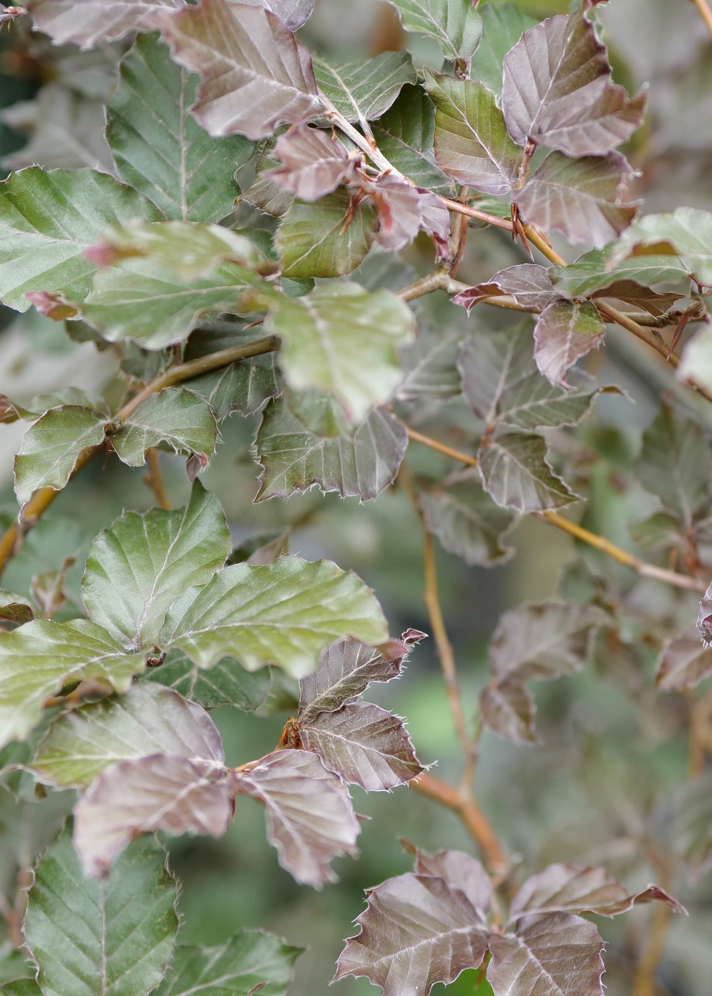 Fagus Sylvatica Purpurea