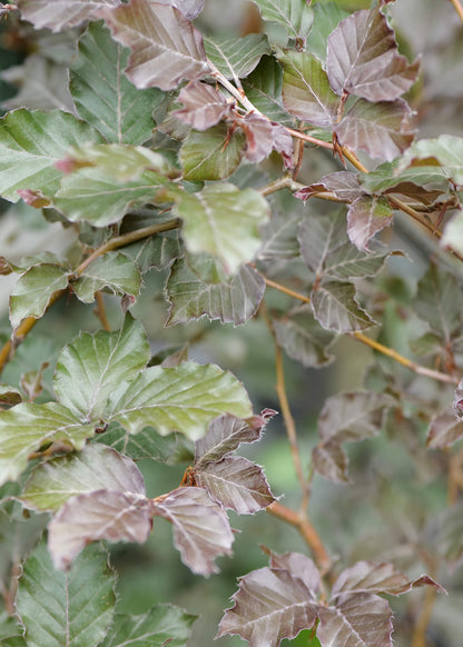 Fagus Sylvatica Purpurea
