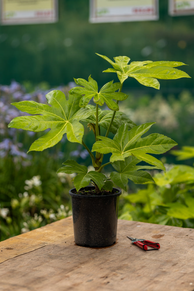 Fatsia Japonica