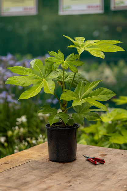 Fatsia Japonica