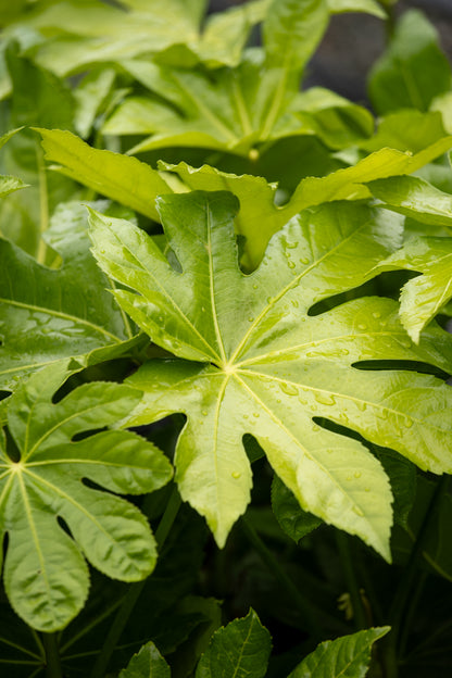 Fatsia Japonica