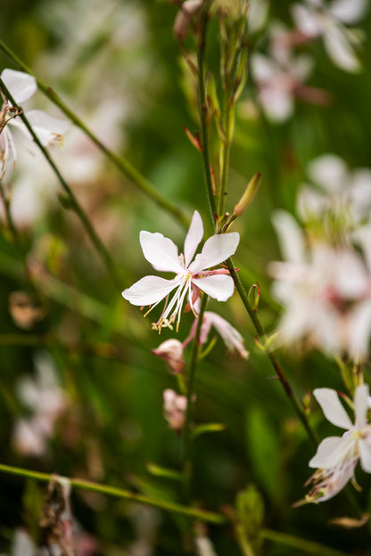 Gaura Sparkle White