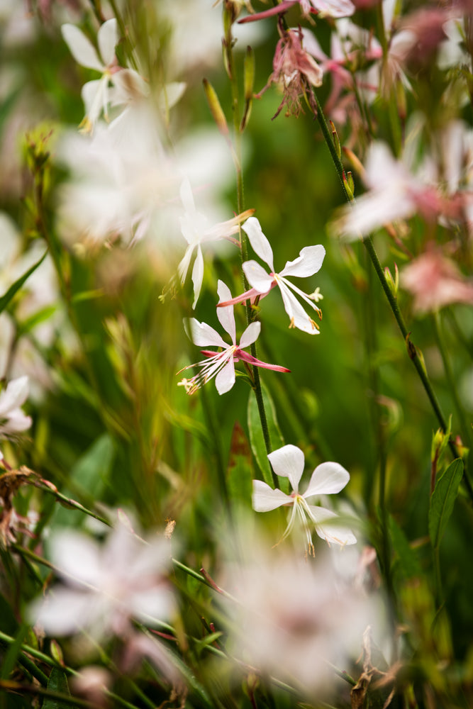 Gaura Sparkle White