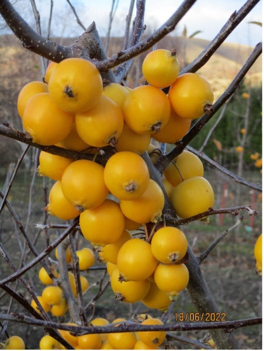 Malus Glowin Gold ™