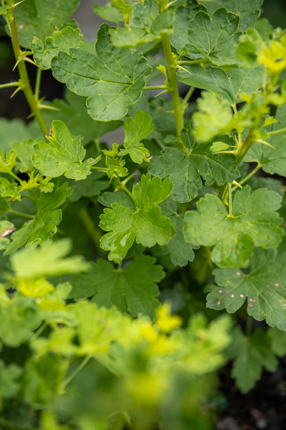 Gooseberry Invasive Gooseberry Invicta – CJ's Plant Farm
