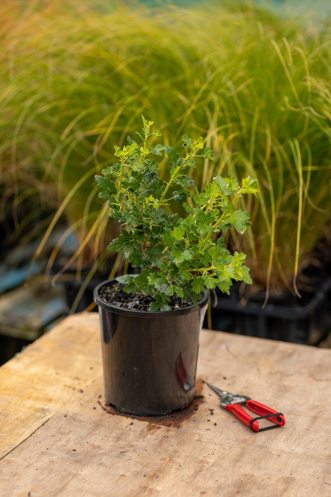Gooseberry Invasive Gooseberry Invicta – CJ's Plant Farm