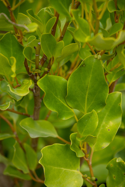 Griselinia Littoralis Broadway Mint