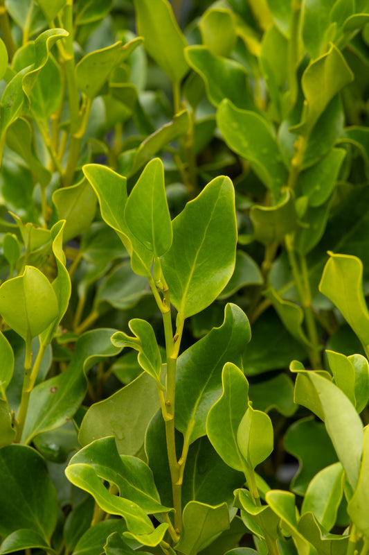 Griselinia Littoralis Broadway Mint