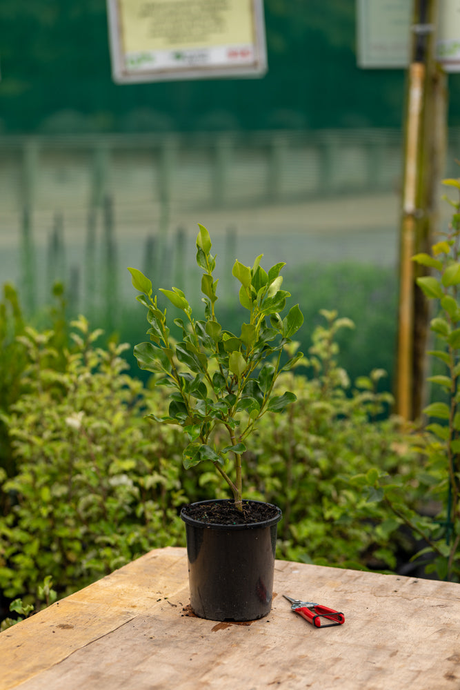 Griselinia Littoralis Broadway Mint