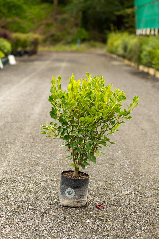 Griselinia Littoralis Broadway Mint