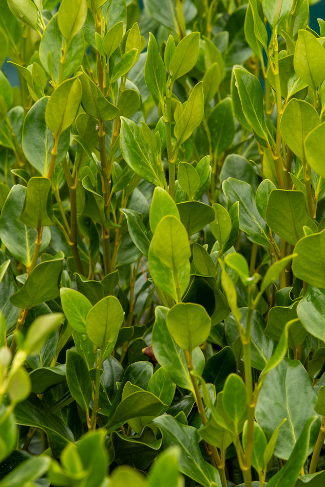Griselinia Ardmore Emerald