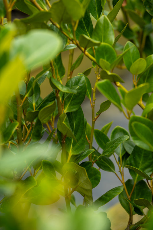 Griselinia Ardmore Emerald