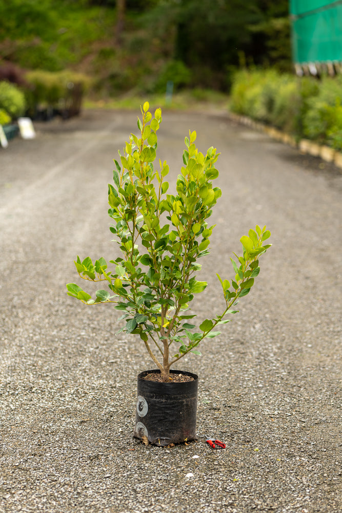 Griselinia Ardmore Emerald