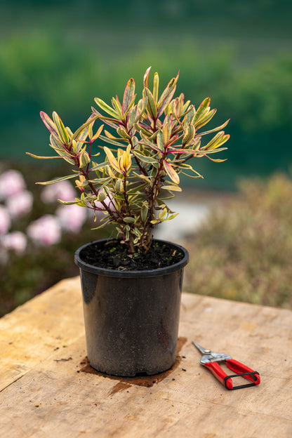 Hebe Jewel Of The Nile