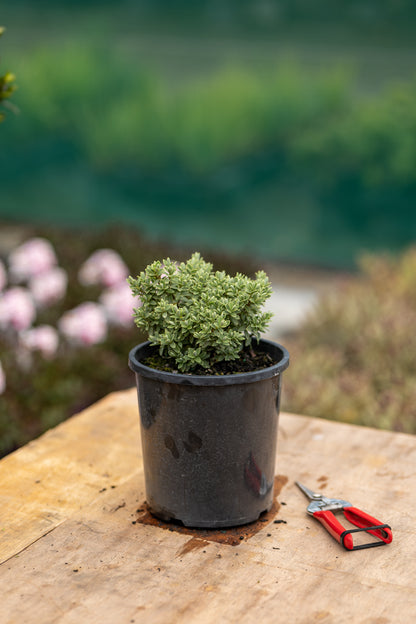 Hebe Pinguifolia 'Sutherlandii'