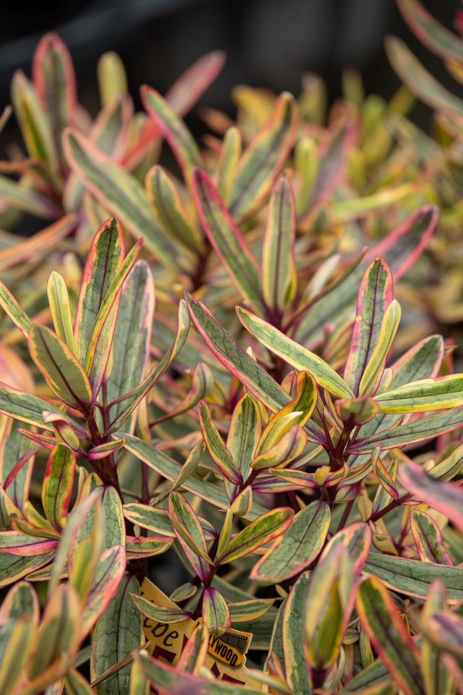 Hebe Jewel Of The Nile