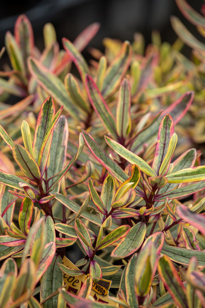 Hebe Jewel Of The Nile