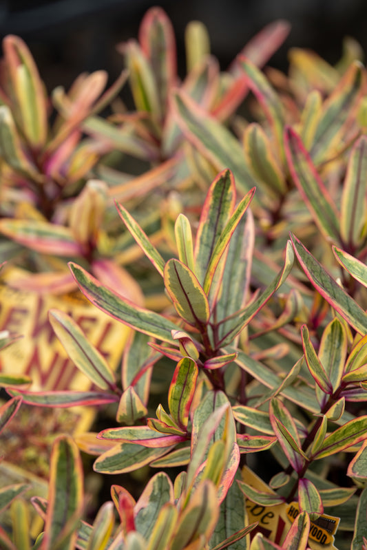 Hebe Jewel Of The Nile