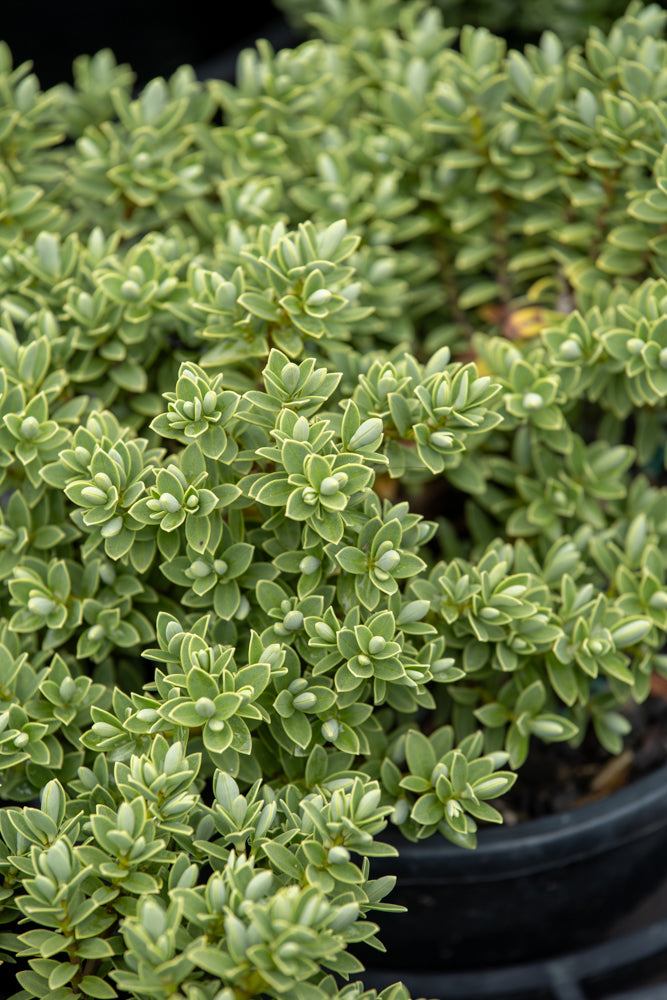 Hebe Pinguifolia 'Sutherlandii'