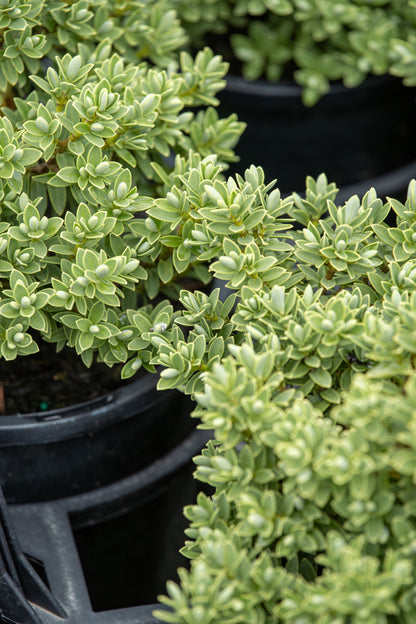 Hebe Pinguifolia 'Sutherlandii'