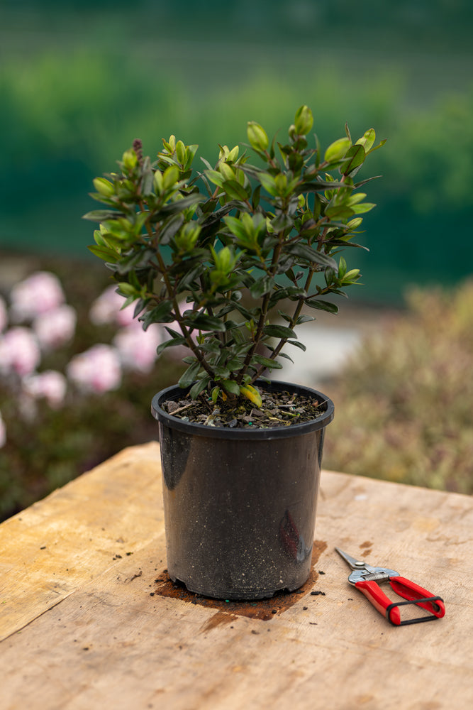 Hebe Sunset Boulevard