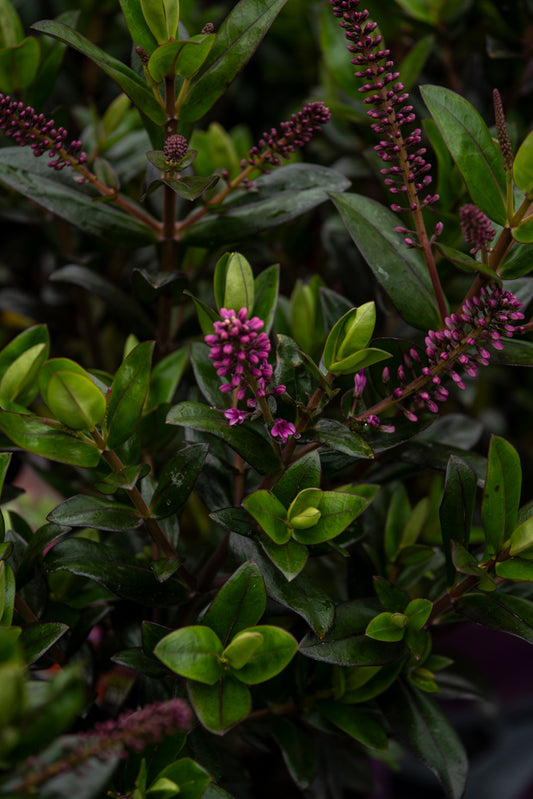 Hebe Sunset Boulevard