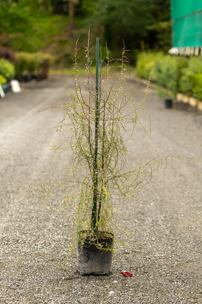 Hoheria Angustifolia