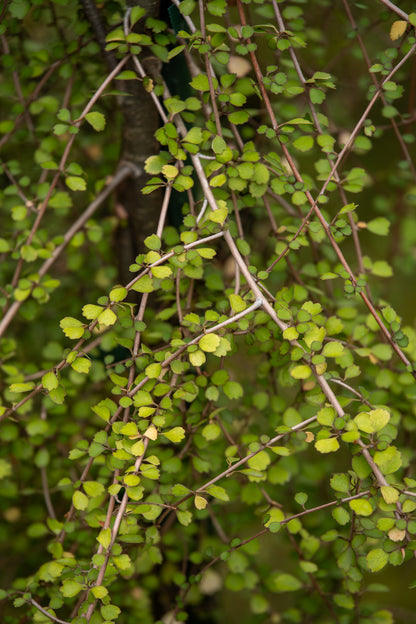 Hoheria Angustifolia