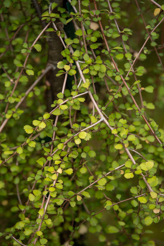 Hoheria Angustifolia