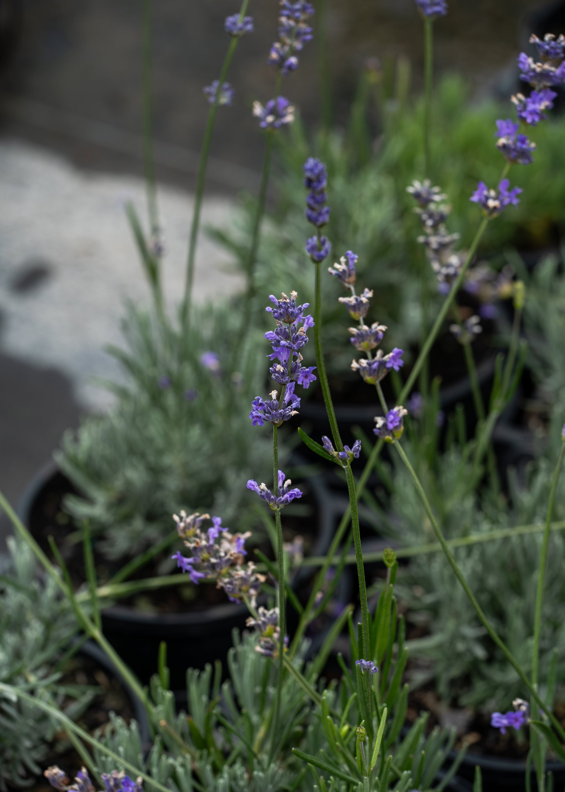 lavender plant in nepal Buy Lavandula Hidcote