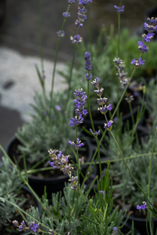 Lavandula Hidcote