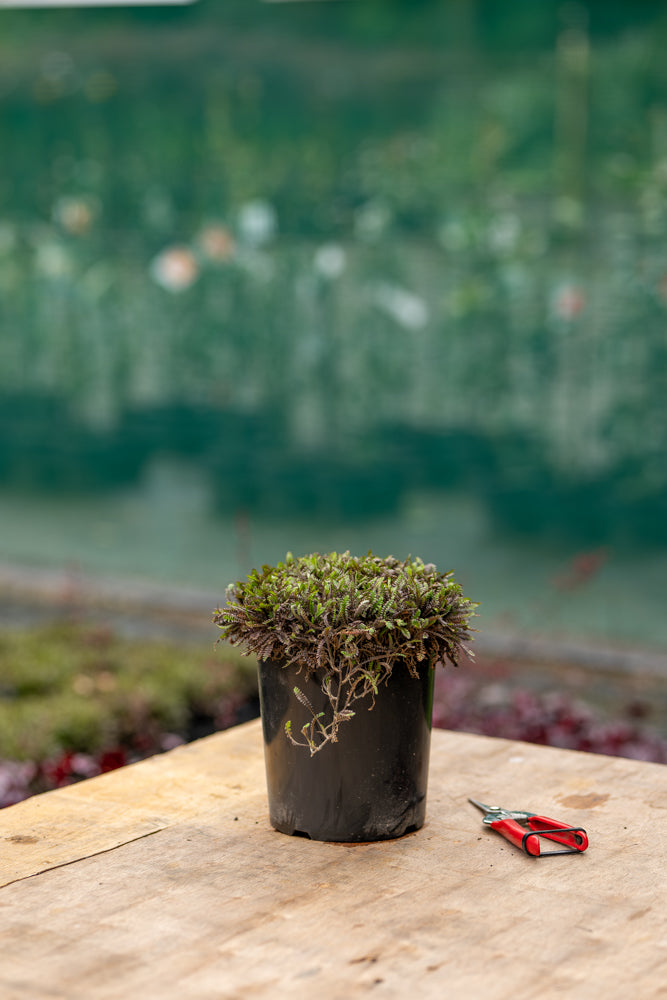 Leptinella Platts Black