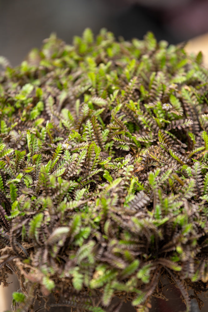 Leptinella Platts Black