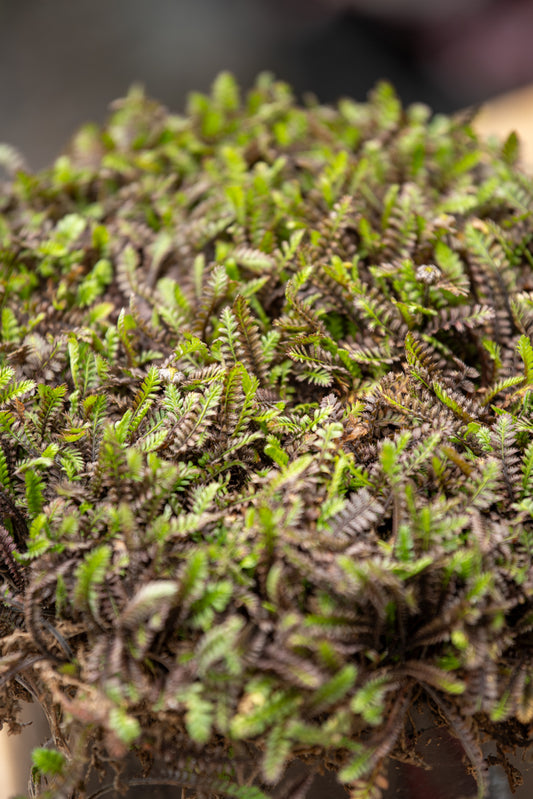 Leptinella Platts Black