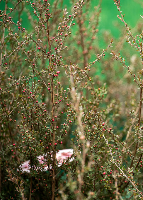 Leptospermum Wiri Shelly