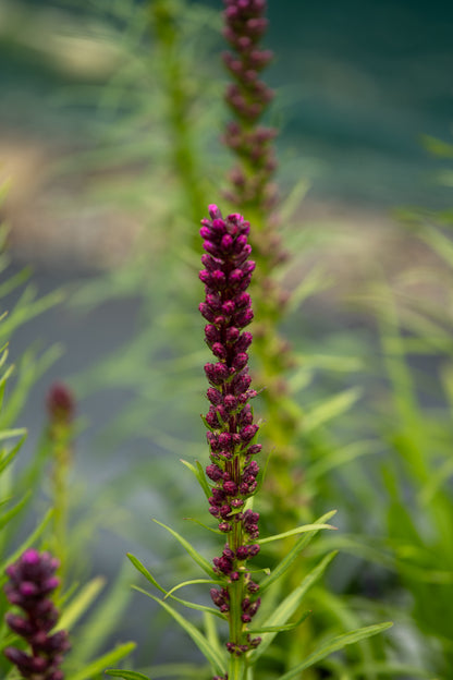 Liatris Kobold
