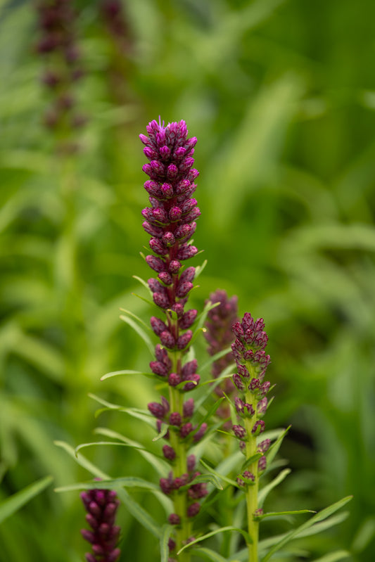 Liatris Kobold