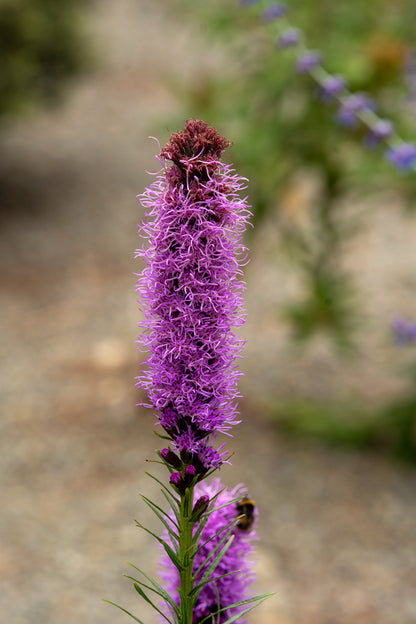 Liatris Kobold