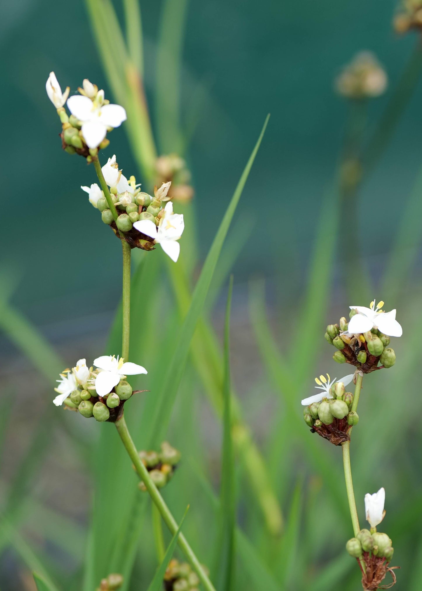 Libertia Formosa