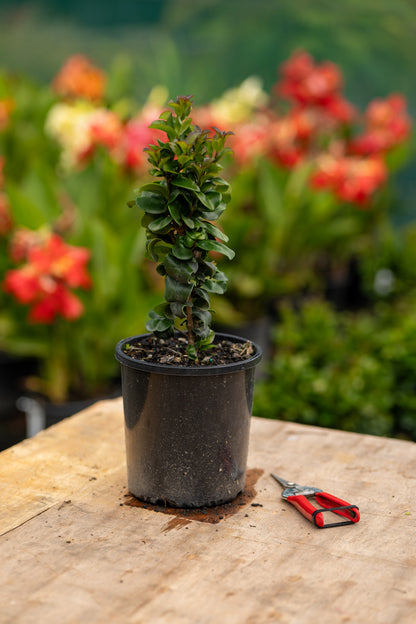Ligustrum Rotundifolium