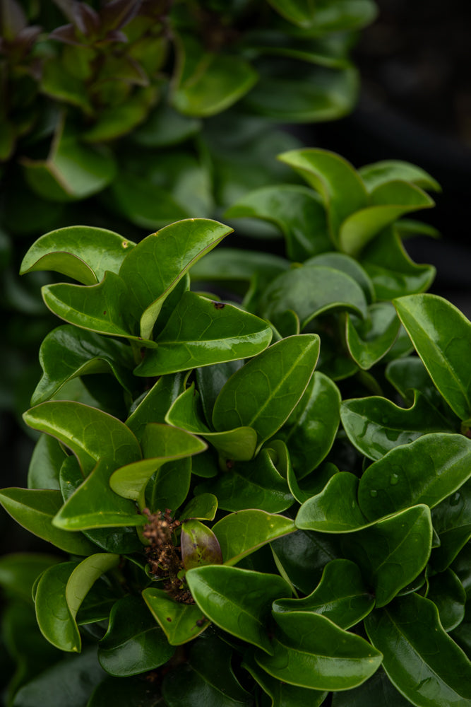 Ligustrum Rotundifolium