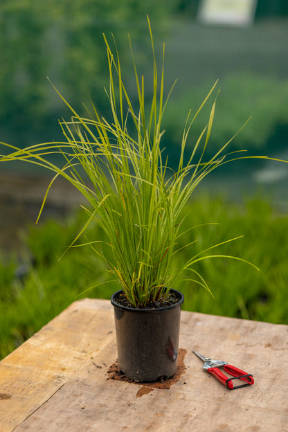 Lomandra Tanika