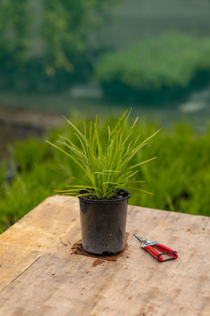 Lomandra Lime Tuff
