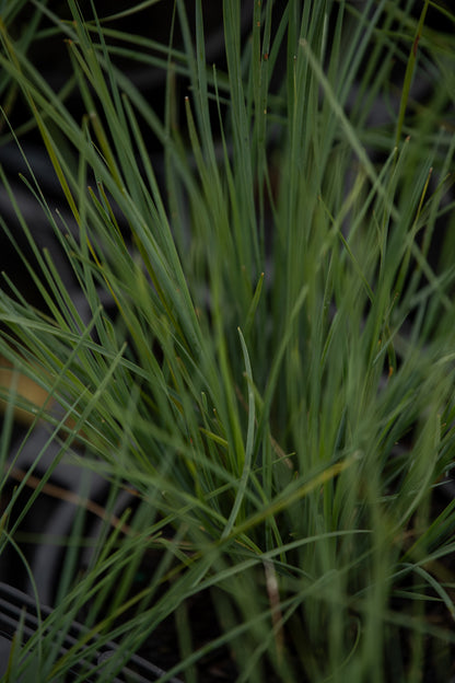 Lomandra Blue Flame