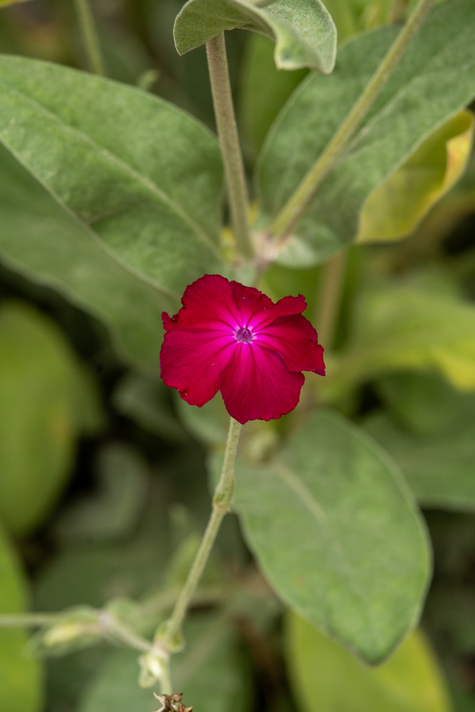 Lychnis Coronaria