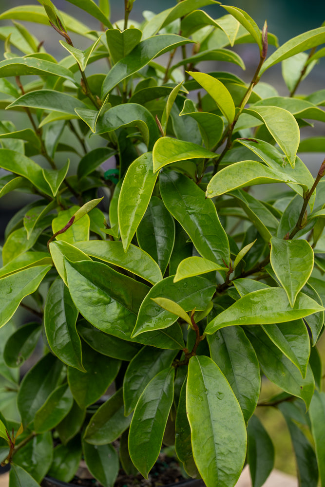 Magnolia Stellar Ruby