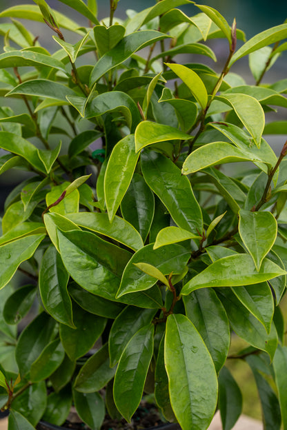 Magnolia Stellar Ruby